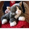 Katten Billy Katten Billy